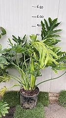 Philodendron selloum filodendr usato  Spedito ovunque in Italia 