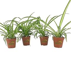 Enchanting spider plant for sale  Delivered anywhere in USA 