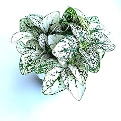 Hypoestes white splash for sale  Delivered anywhere in USA 