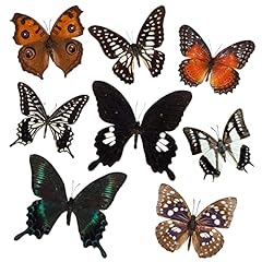 Pcs real butterfly for sale  Delivered anywhere in USA 