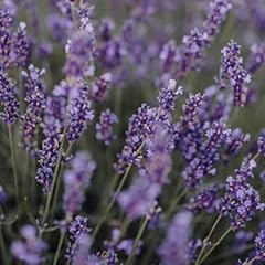 Lavender seeds 300 for sale  Delivered anywhere in UK