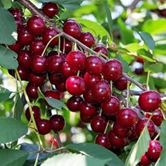 Cherry stella tree for sale  Delivered anywhere in UK