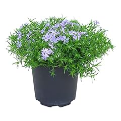 Live phlox blue for sale  Delivered anywhere in USA 