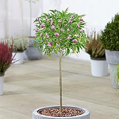 Prunus kiku shidare for sale  Delivered anywhere in UK