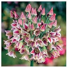 Sicilian honey lily for sale  Delivered anywhere in USA 