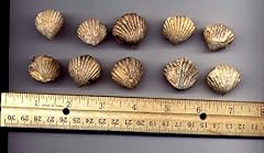 Bulk fossil clams for sale  Delivered anywhere in USA 