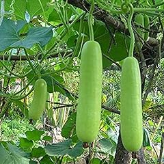 Bottle gourd homegrown for sale  Delivered anywhere in USA 