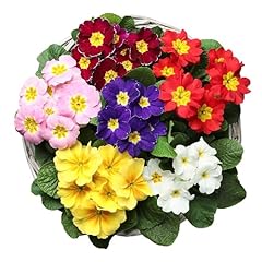 Primula plants multicolours for sale  Delivered anywhere in UK