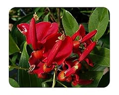 Red jade dwarf for sale  Delivered anywhere in USA 
