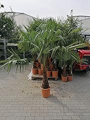 Chinesische hanfpalme 160 gebraucht kaufen  Wird an jeden Ort in Deutschland