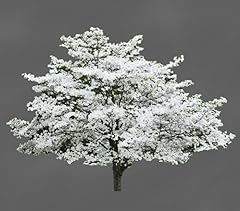 Cherokee princess dogwood for sale  Delivered anywhere in USA 