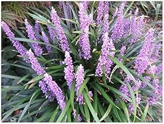 Liriope muscari royal gebraucht kaufen  Wird an jeden Ort in Deutschland
