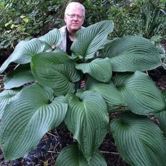 Hosta rex plantes d'occasion  Livré partout en France