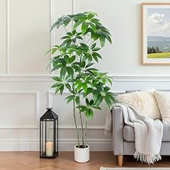 Yepdin money tree for sale  Delivered anywhere in USA 