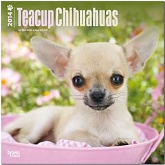 Teacup chihuahuas 2014 d'occasion  Livré partout en France