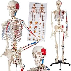 Medical anatomical skeleton for sale  Delivered anywhere in Ireland