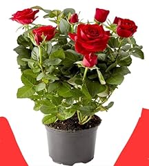 Powers flowers pianta usato  Spedito ovunque in Italia 