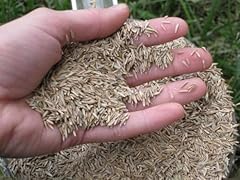 Foragemax perennial ryegrass for sale  Delivered anywhere in USA 