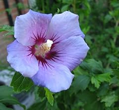 Blue bird hibiscus for sale  Delivered anywhere in USA 