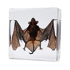 Real bat taxidermy for sale  Delivered anywhere in UK