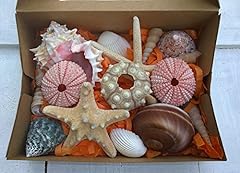 Real seashell gift for sale  Delivered anywhere in UK