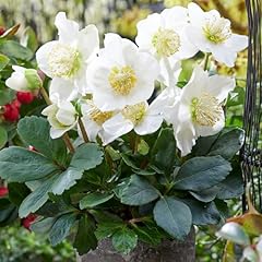 Helleborus christmas carol for sale  Delivered anywhere in UK