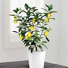 Mini lemon tree for sale  Delivered anywhere in Ireland