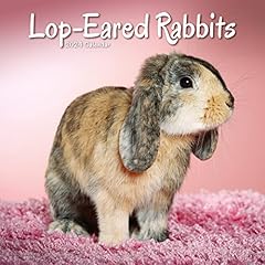 Lop eared rabbits gebraucht kaufen  Wird an jeden Ort in Deutschland