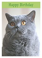 British blue cat for sale  Delivered anywhere in UK