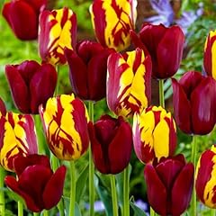Bulbi tulipano resistente usato  Spedito ovunque in Italia 