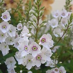 Hebe parahebe snow for sale  Delivered anywhere in UK