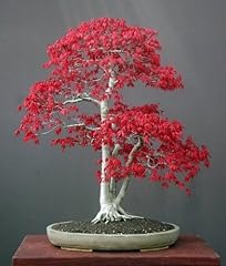 Tropica bonsai acero usato  Spedito ovunque in Italia 