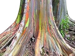Eucalyptus deglupta mindanao d'occasion  Livré partout en France