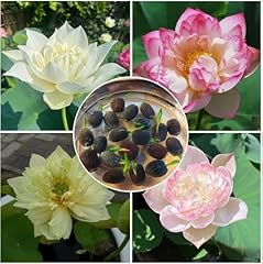 Oloade graines lotus d'occasion  Livré partout en France