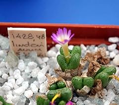 Semi germinazione conophytum for sale  Delivered anywhere in UK