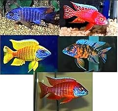 Family african cichlids for sale  Delivered anywhere in USA 