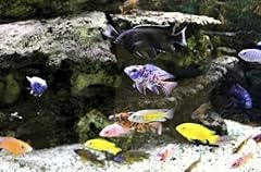 Assorted african cichlids for sale  Delivered anywhere in USA 
