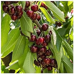 Stella cherry tree for sale  Delivered anywhere in UK