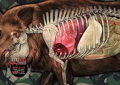 Hog target sided for sale  Delivered anywhere in USA 