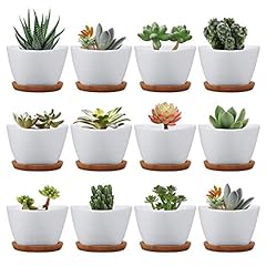Succluent pots small for sale  Delivered anywhere in USA 