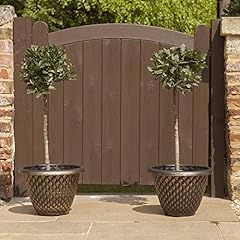 Pair bay trees for sale  Delivered anywhere in UK