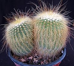Portal cool notocactus usato  Spedito ovunque in Italia 