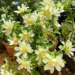 100pcs pereskia aculeata for sale  Delivered anywhere in UK