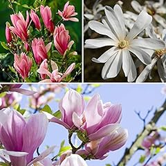 Magnolia tree collection for sale  Delivered anywhere in UK