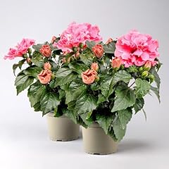 Hibiskus adonicus double gebraucht kaufen  Wird an jeden Ort in Deutschland
