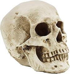 Human skull model for sale  Delivered anywhere in UK
