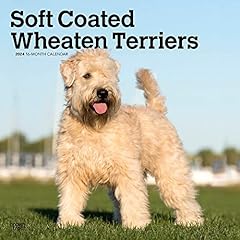 Wheaten terriers soft for sale  Delivered anywhere in UK