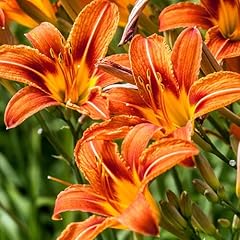 Daylily hemerocallis orange for sale  Delivered anywhere in UK