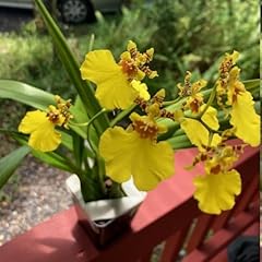 Oncidium dancing lady for sale  Delivered anywhere in USA 