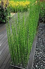 Horsetail reed looks for sale  Delivered anywhere in USA 
